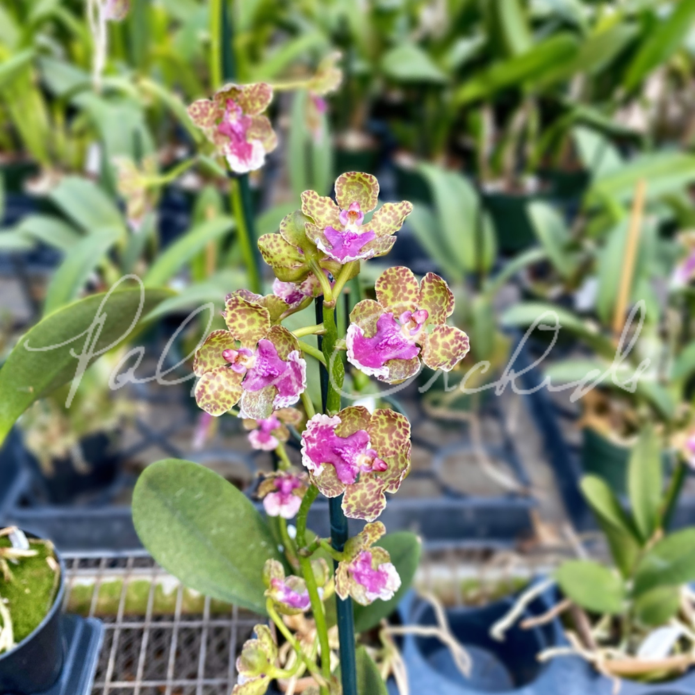 Trt. Ollie Palmer — Palmer Orchids